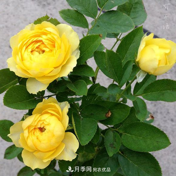 月季品種推薦，性?xún)r(jià)比超高，收藏起來(lái)**有用(圖2)