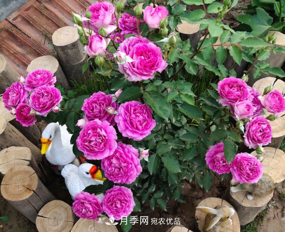月季品種推薦，性?xún)r(jià)比超高，收藏起來(lái)**有用(圖5)