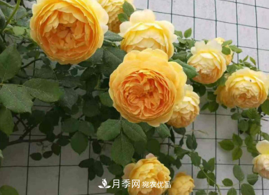 月季品種推薦，性?xún)r(jià)比超高，收藏起來(lái)**有用(圖6)