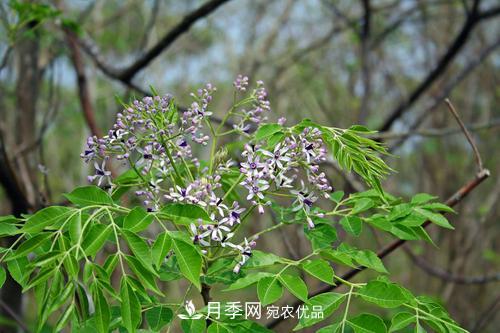 園林綠化常用觀(guān)花喬木，花開(kāi)五彩、絢麗奪目，每種都很有特色(圖6)