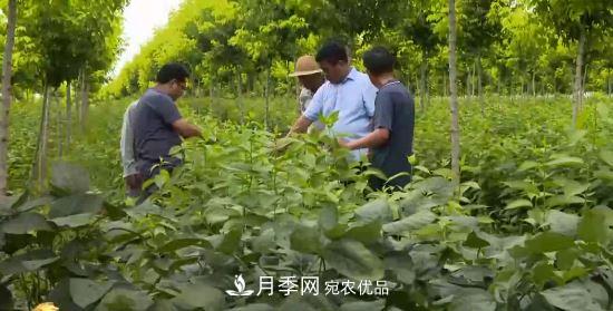 河南商丘男子種苗木，半年營(yíng)業(yè)額達3000萬(wàn)(圖1)