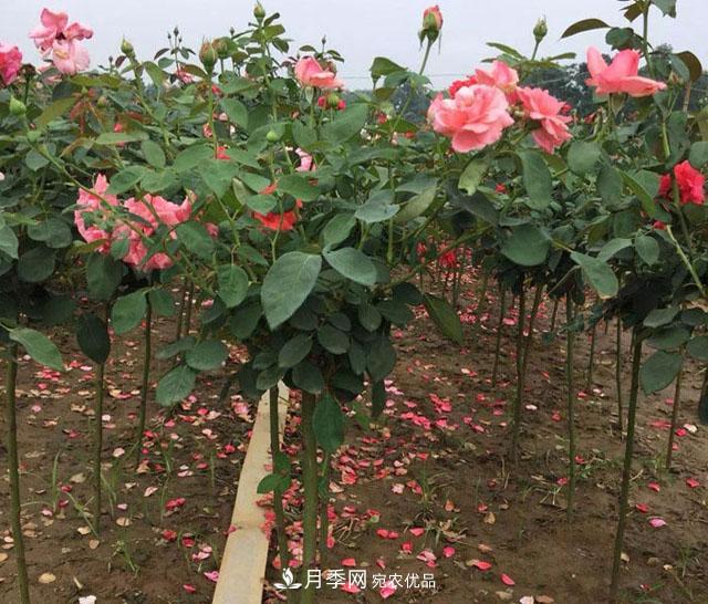 安徽樹(shù)狀月季的價(jià)格？樹(shù)狀月季各規格多少錢(qián)一棵？(圖3)
