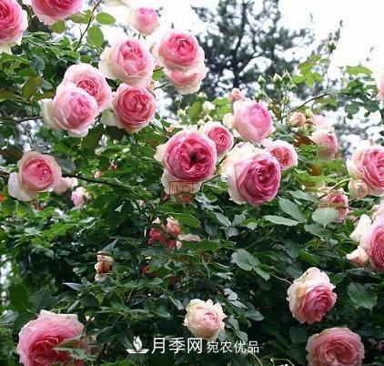 8月養月季花，做好4件事，不愁秋天沒(méi)花賞(圖1)
