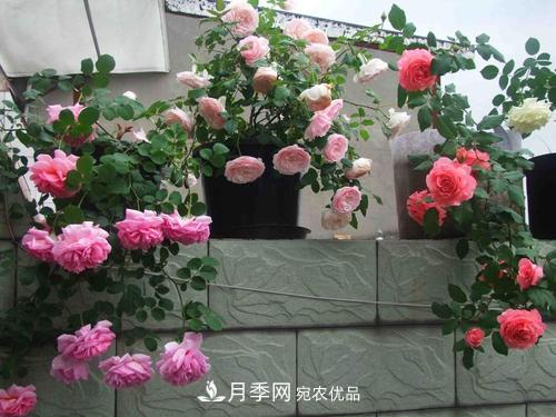 8月養月季花，做好4件事，不愁秋天沒(méi)花賞(圖4)