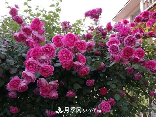 8月養月季花，做好4件事，不愁秋天沒(méi)花賞(圖3)