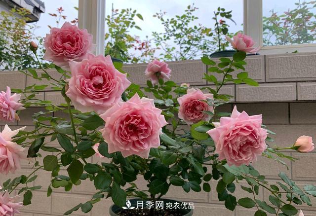 月季花順利凋謝，我修剪的月季株形怎么樣？(圖1)