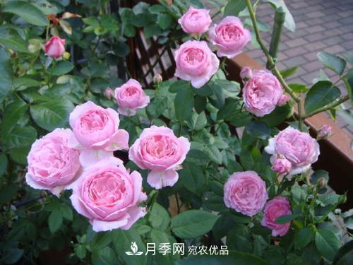 5種勤花月季，開(kāi)花一茬接一茬，花量大還抗病，值得擁有！(圖3)