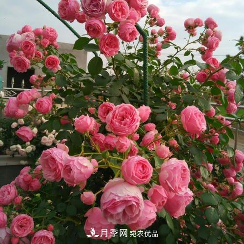 5種勤花月季，開(kāi)花一茬接一茬，花量大還抗病，值得擁有！(圖1)
