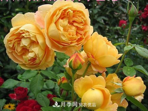 5種勤花月季，開(kāi)花一茬接一茬，花量大還抗病，值得擁有！(圖6)
