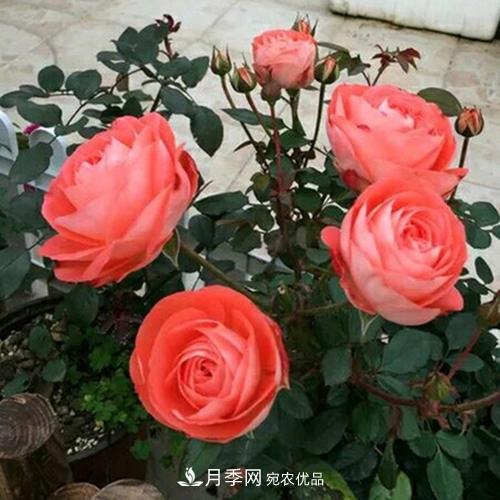 5種勤花月季，開(kāi)花一茬接一茬，花量大還抗病，值得擁有！(圖5)