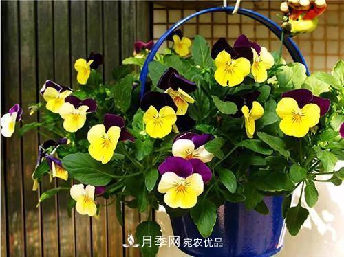 陽(yáng)臺再小，也要養4種花，種一次年年有花賞，花期群花爭艷！(圖2)