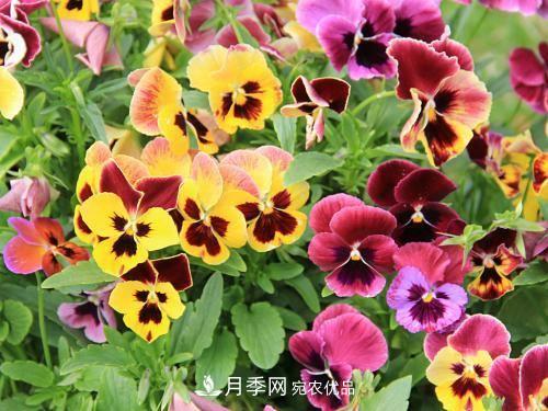 陽(yáng)臺再小，也要養4種花，種一次年年有花賞，花期群花爭艷！(圖1)