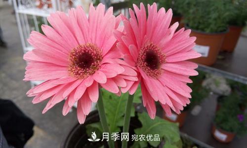 陽(yáng)臺再小，也要養4種花，種一次年年有花賞，花期群花爭艷！(圖5)