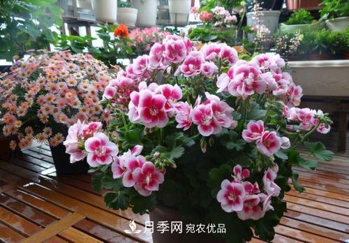 陽(yáng)臺再小，也要養4種花，種一次年年有花賞，花期群花爭艷！(圖3)