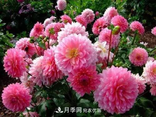陽(yáng)臺再小，也要養4種花，種一次年年有花賞，花期群花爭艷！(圖6)