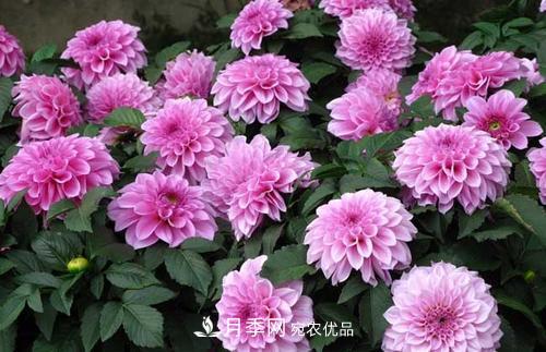 陽(yáng)臺再小，也要養3種花，一年四季有花賞，輕松開(kāi)成小花園(圖1)