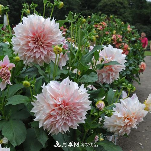 陽(yáng)臺再小，也要養3種花，一年四季有花賞，輕松開(kāi)成小花園(圖2)