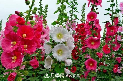 陽(yáng)臺再小，也要養3種花，一年四季有花賞，輕松開(kāi)成小花園(圖4)