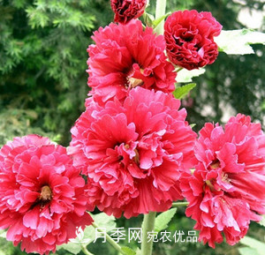 陽(yáng)臺再小，也要養3種花，一年四季有花賞，輕松開(kāi)成小花園(圖3)