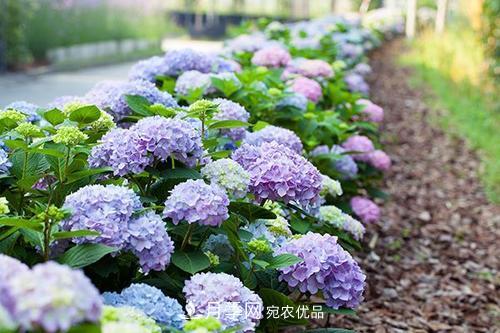 陽(yáng)臺再小，也要養3種花，一年四季有花賞，輕松開(kāi)成小花園(圖6)