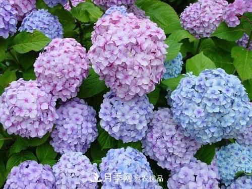 陽(yáng)臺再小，也要養3種花，一年四季有花賞，輕松開(kāi)成小花園(圖5)