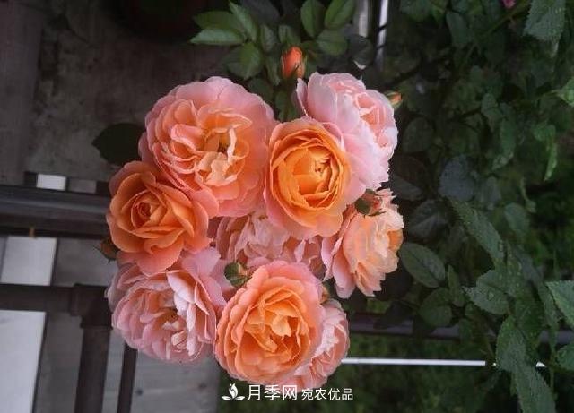 養月季就養一盆它，優(yōu)秀又勤花，好養不打藥，天天能看花(圖4)