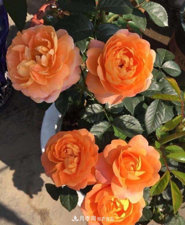 養月季就養一盆它，優(yōu)秀又勤花，好養不打藥，天天能看花(圖6)