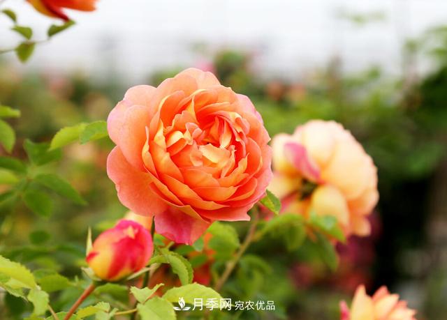 做好五件事，封閉陽(yáng)臺養月季并不難(圖1)