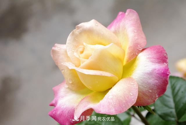 做好五件事，封閉陽(yáng)臺養月季并不難(圖2)
