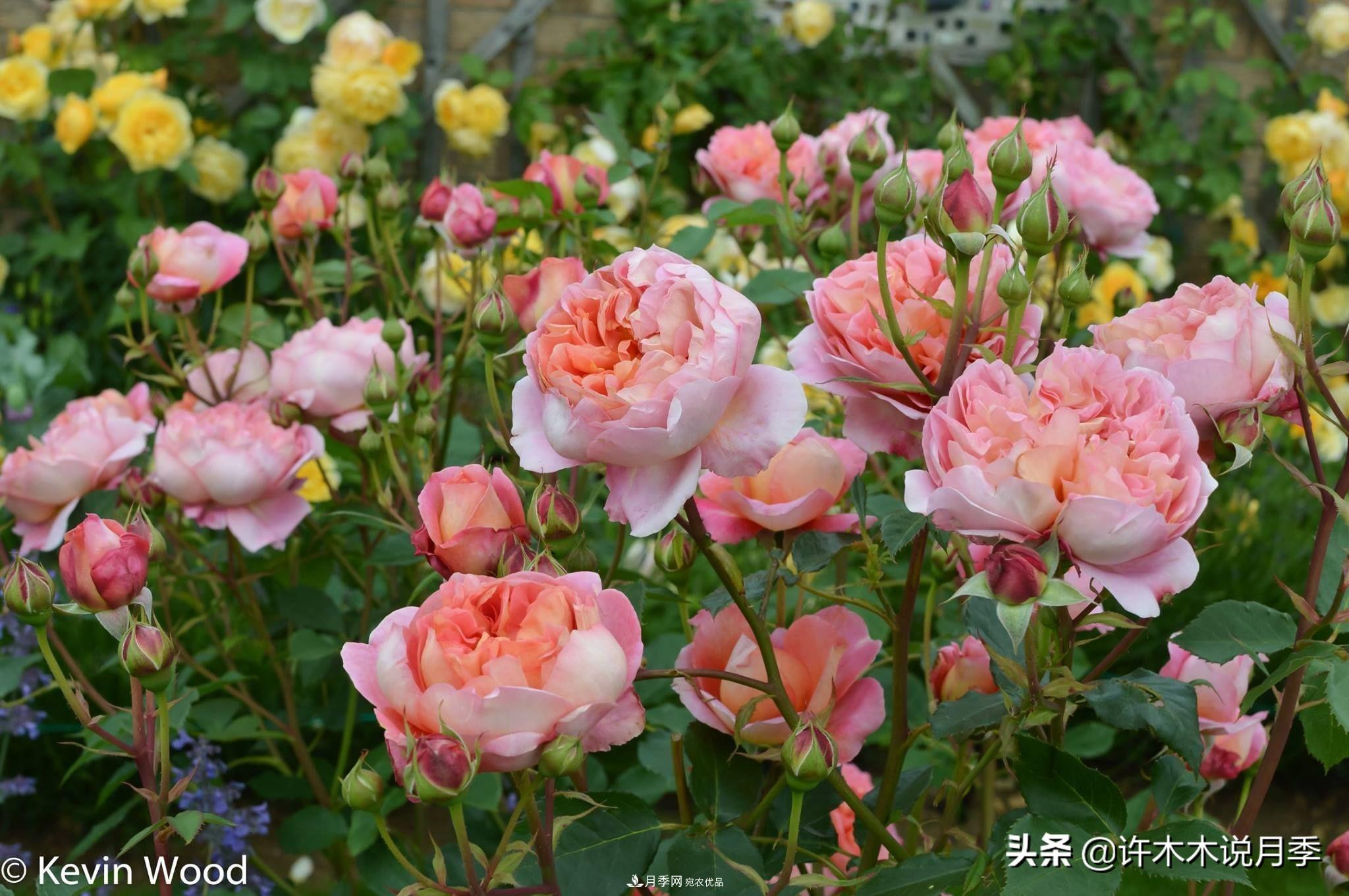 如何買(mǎi)到正版歐月？月季購買(mǎi)防騙手冊，幾招鑒定歐月，拒絕小白花(圖1)