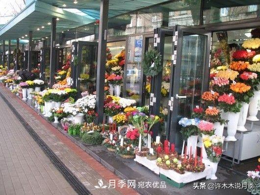 如何買(mǎi)到正版歐月？月季購買(mǎi)防騙手冊，幾招鑒定歐月，拒絕小白花(圖4)