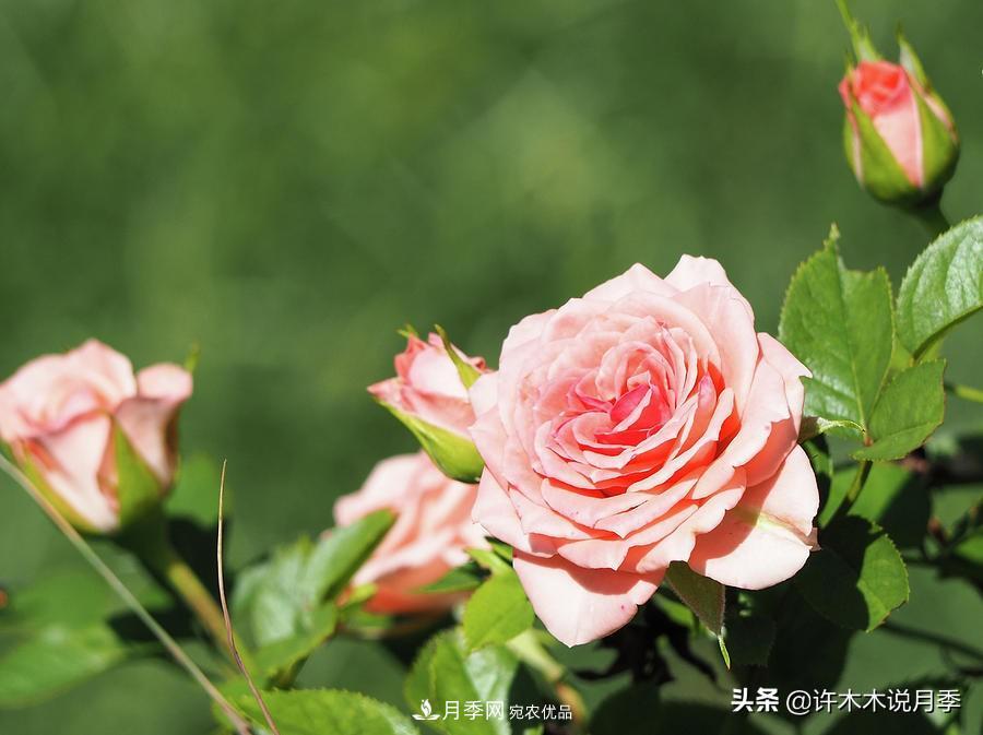 如何買(mǎi)到正版歐月？月季購買(mǎi)防騙手冊，幾招鑒定歐月，拒絕小白花(圖10)
