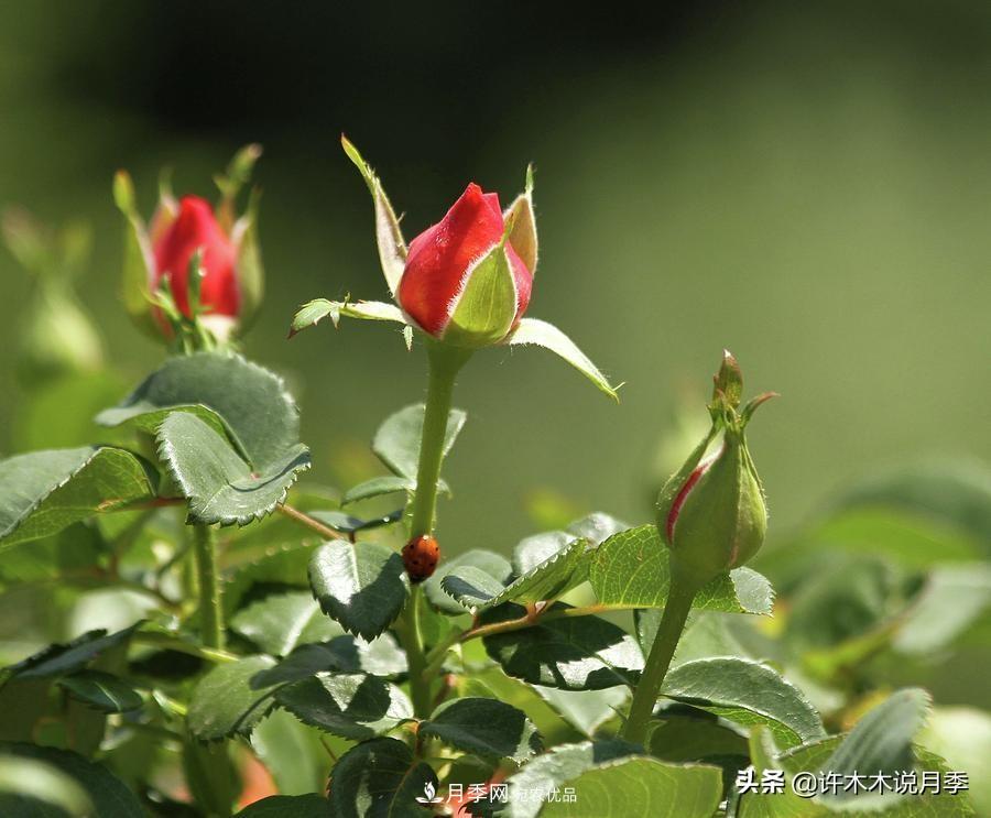 如何買(mǎi)到正版歐月？月季購買(mǎi)防騙手冊，幾招鑒定歐月，拒絕小白花(圖8)