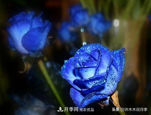 如何買(mǎi)到正版歐月？月季購買(mǎi)防騙手冊，幾招鑒定歐月，拒絕小白花(圖6)