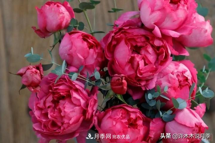 如何買(mǎi)到正版歐月？月季購買(mǎi)防騙手冊，幾招鑒定歐月，拒絕小白花(圖7)