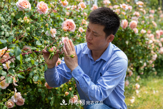 「直播預告」聽(tīng)天狼細說(shuō)月季的現在與未來(lái)(圖6)