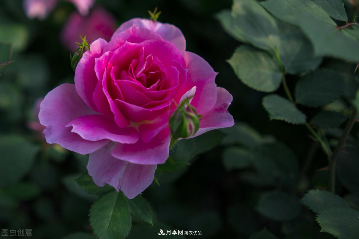 南北“公認”好養的月季，12個(gè)品種，喜歡就種起來(lái)(圖1)