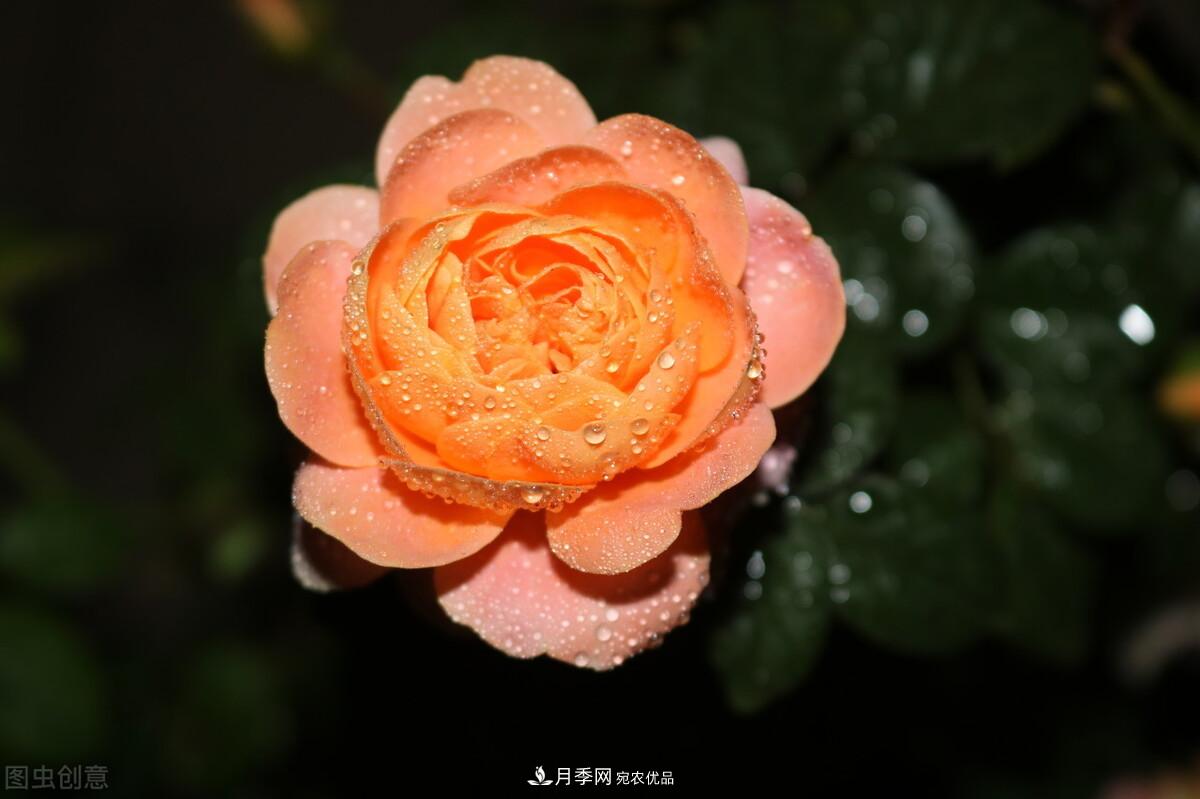 南北“公認”好養的月季，12個(gè)品種，喜歡就種起來(lái)(圖2)
