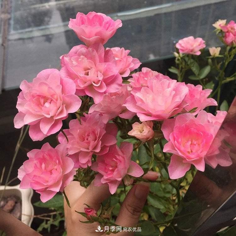 南北“公認”好養的月季，12個(gè)品種，喜歡就種起來(lái)(圖12)