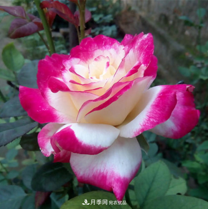 南北“公認”好養的月季，12個(gè)品種，喜歡就種起來(lái)(圖13)