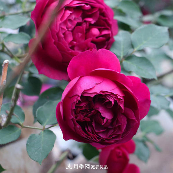 南北“公認”好養的月季，12個(gè)品種，喜歡就種起來(lái)(圖10)
