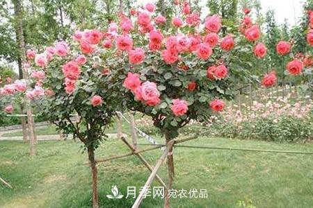 樹(shù)狀月季好養嗎，該怎么養護？(圖2)