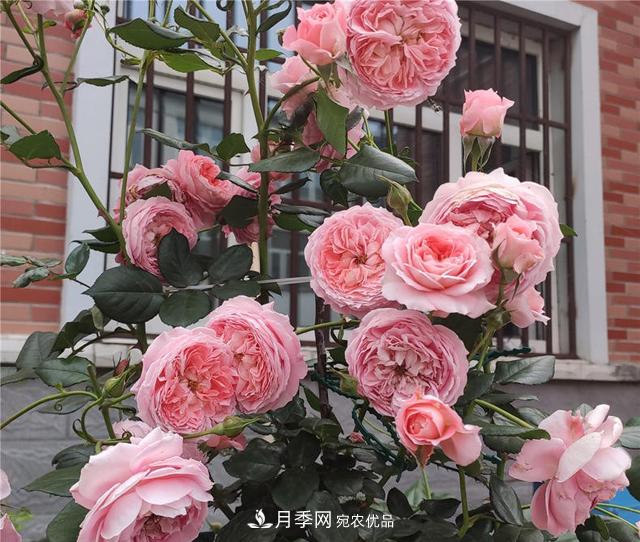 想要月季秋天爆花？9月養護很關(guān)鍵！做好這3點(diǎn)一盆開(kāi)出幾十朵花(圖2)