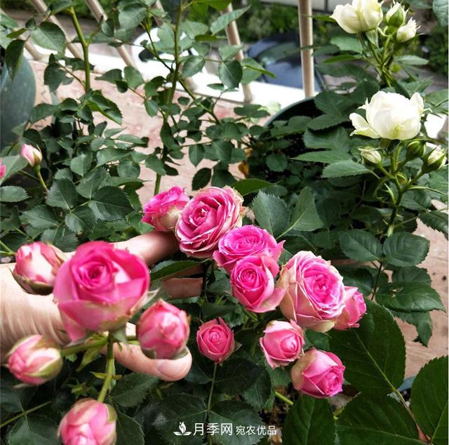 想要月季秋天爆花？9月養護很關(guān)鍵！做好這3點(diǎn)一盆開(kāi)出幾十朵花(圖4)