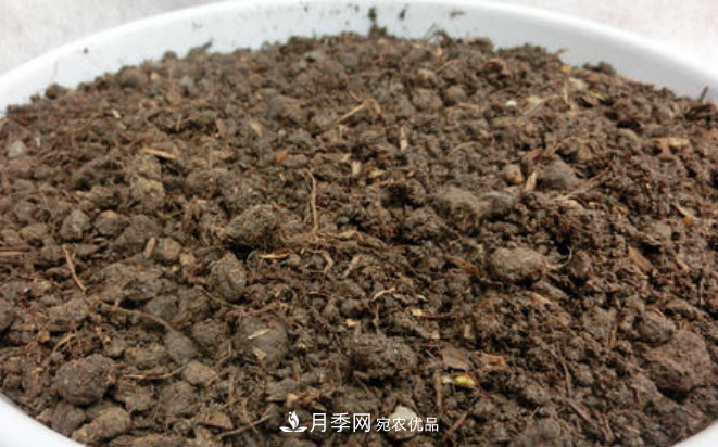常給月季“施肥”，株型漂亮，花朵大，葉子大又濃綠(圖2)