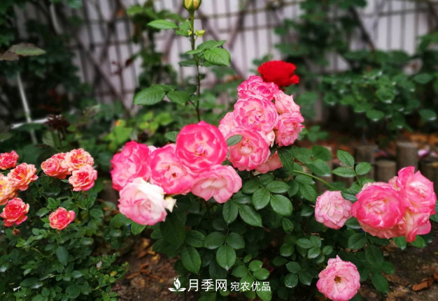 常給月季“施肥”，株型漂亮，花朵大，葉子大又濃綠(圖3)