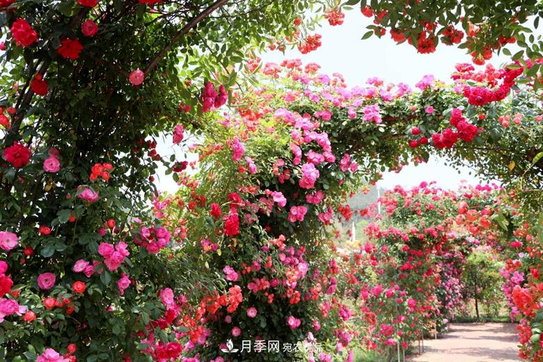 拱門(mén)造型月季浪漫穿行，花開(kāi)花落歲月靜好(圖2)