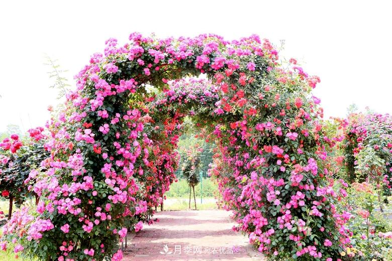 拱門(mén)造型月季浪漫穿行，花開(kāi)花落歲月靜好(圖1)