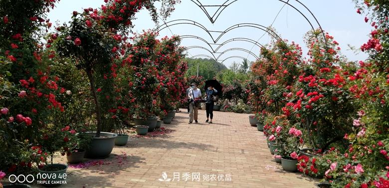拱門(mén)造型月季浪漫穿行，花開(kāi)花落歲月靜好(圖5)