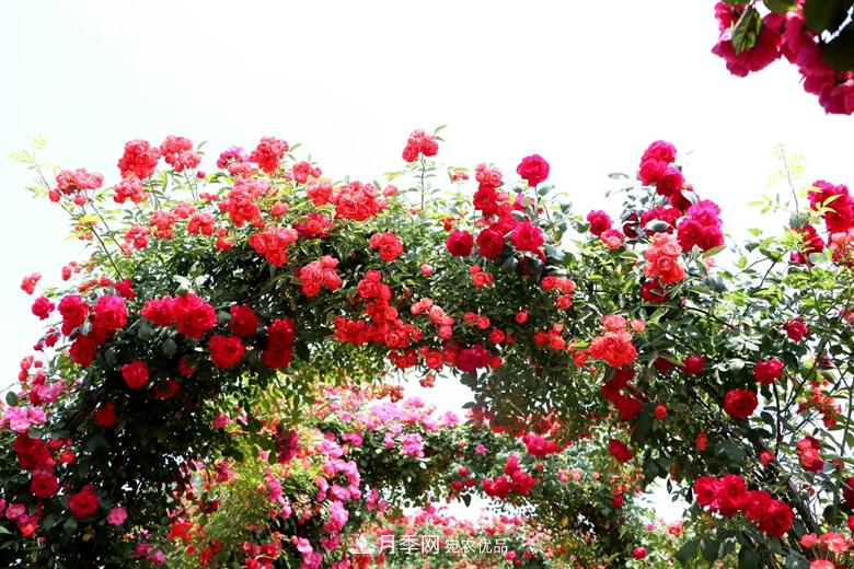 拱門(mén)造型月季浪漫穿行，花開(kāi)花落歲月靜好(圖4)